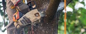 How Our Tree Care Process Works  in Caldwell, ID